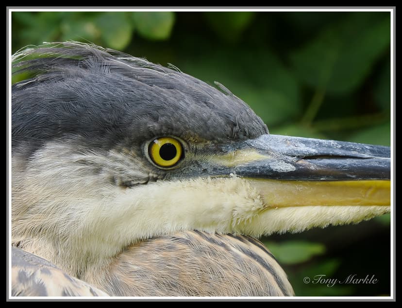 FS: (Canada) 150-400mm f/4.5  PRO Lens + E-M1 MkII