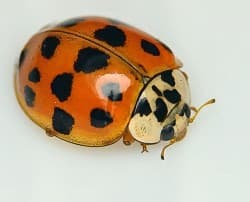 Tamrac Expedition 7 Camera Bag Forest Green/Black  - SOLD